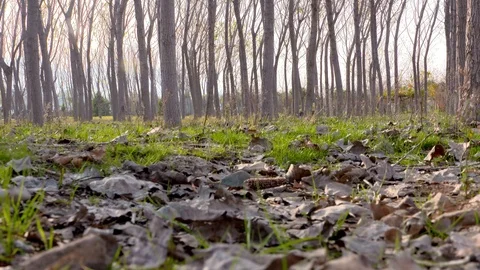 Dry leaves on a forest ground Stock Footage 103571272