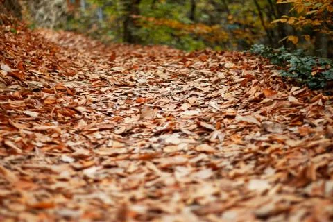 Dry leaves in the forest Stock Photos