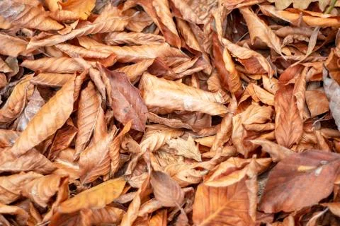 Dry leaves in the forest 스톡 사진