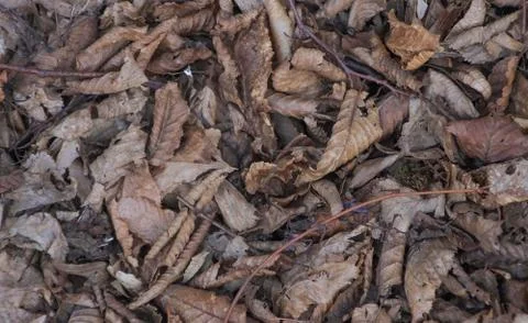 Dry leaves in the forest. Stock Photos