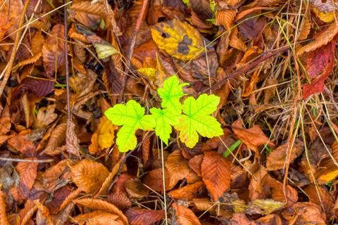 Dry leaves at forest. Stock Photos