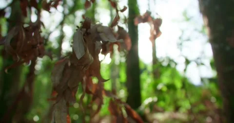 Dry Leaves At The Forest, Sunlight Background Stock Footage 246766173