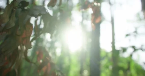 Dry Leaves At The Forest, Sunlight Background Stock Footage 246766175