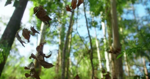 Dry Leaves At The Forest, Sunlight Background Stock Footage 246766177