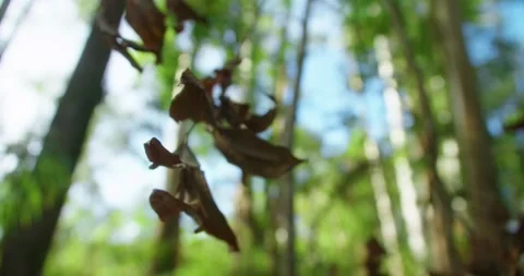Dry Leaves At The Forest, Sunlight Background Stock Footage 246766179