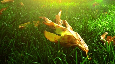 Dry Leaves on Grass Field Stock Footage 51626865