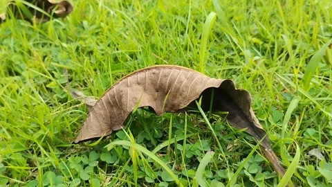Dry leaves on the grass in the park Stock Footage 309442576