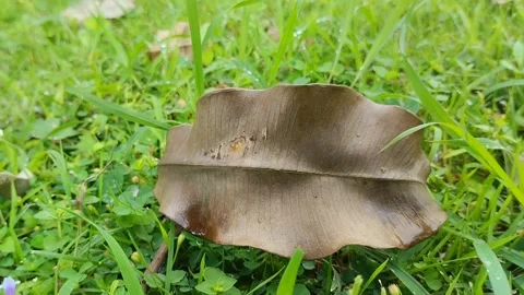 Dry leaves on the grass in the park Stockbeeldmateriaal 309442780