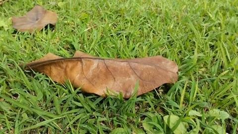 Dry leaves on the grass in the park Stockbeeldmateriaal 309442956