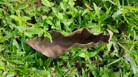 Dry leaves on the grass in the park Stock Footage 310288652