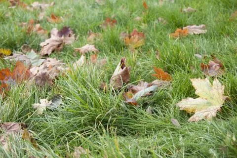 Dry leaves in grass Stock Photos