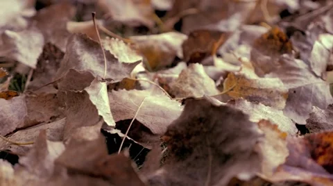 Dry leaves on ground Stock Footage 56270370