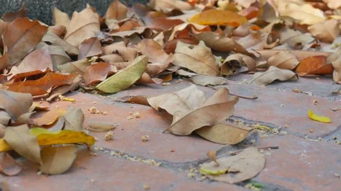 Dry leaves on ground Stock Footage 72591331
