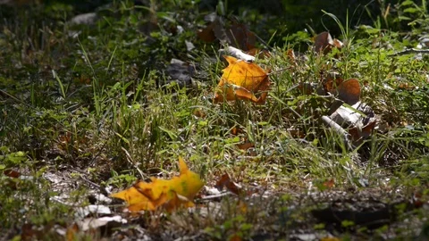 Dry leaves on the ground Stock Footage 112777773
