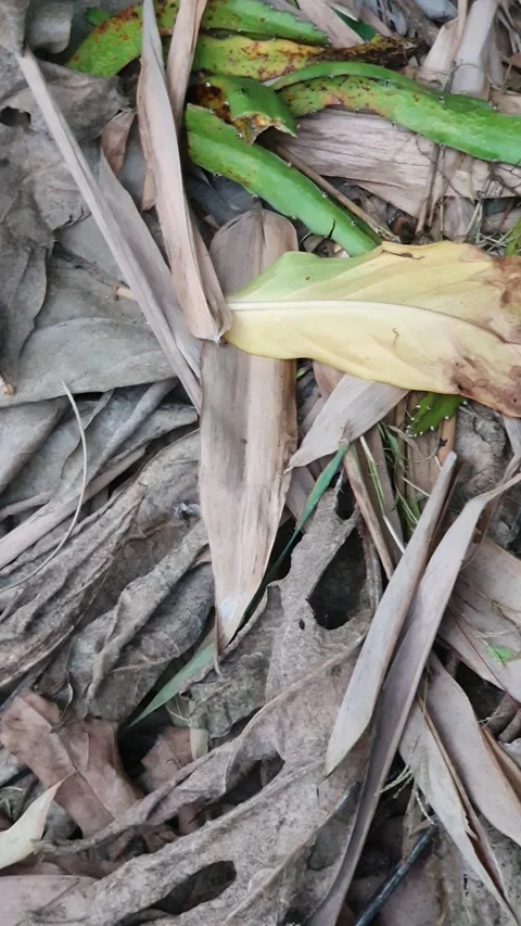 Dry leaves on the ground Video stock 304266130
