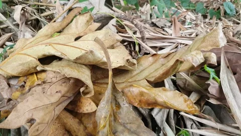 Dry leaves on the ground Stock Footage 304266314