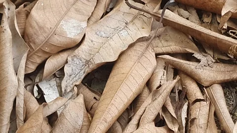 Dry leaves on the ground Stock Footage 304665682