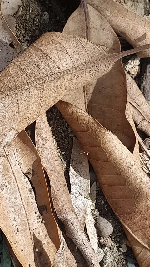 Dry leaves on the ground Stock Footage 304665932