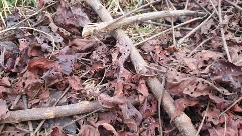 Dry leaves on the ground Stock Footage 310947835