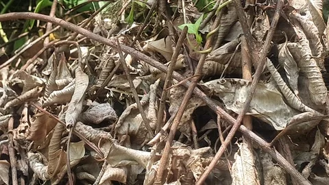 Dry leaves on the ground Stock Footage 333459153