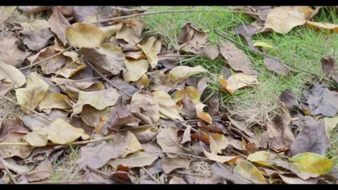 Dry Leaves on Ground with Subtle Movement in Wind, No People Stock Footage 330689993