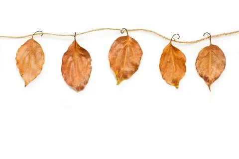 Dry leaves hanging by a thread on a white background with copy space Foto stock
