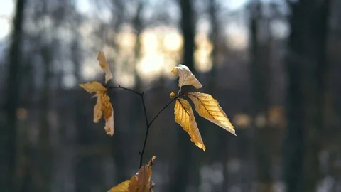 Dry leaves hanging on a tree in a winter forest Video stock 85133376