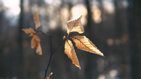 Dry leaves hanging on a tree in a winter forest, slow motion Video stock 85347541