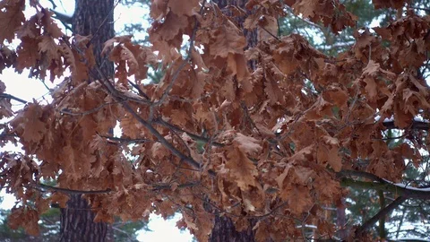 Dry leaves hanging on a tree in a winter forest Stock Footage 101113165
