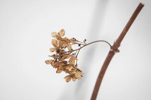Dry leaves of hydrangea on a white background close up Stock Photos