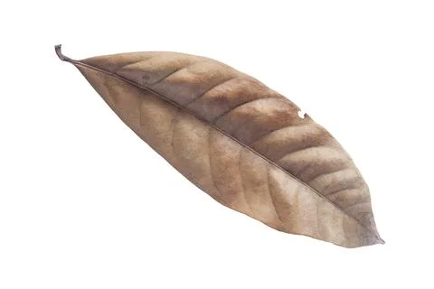 Dry leaves isolated on white background. Tropical dry leaves clipping path. Stock Photos