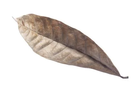 Dry leaves isolated on white background. Tropical dry leaves clipping path. Stock Photos