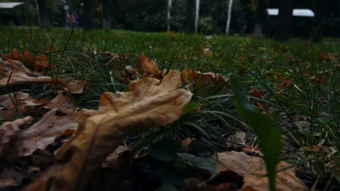 Dry Leaves Lay on the Grass 動画素材 103853670