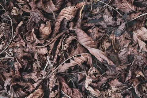 Dry leaves lying on the ground Stock Photos