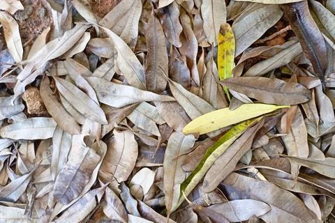 Dry leaves object Stock Photos