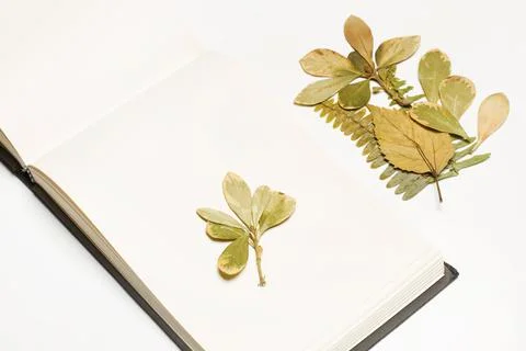 Dry leaves on an open notepad and on a white background Foto stock