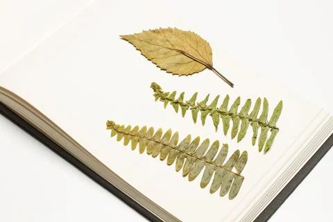 Dry leaves on an open notepad on a white background Stock Photos