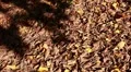 Dry leaves at park HD Footage