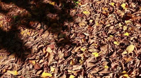 Dry leaves at park Stock Footage 8924144