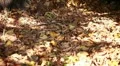 Dry leaves at park HD Footage
