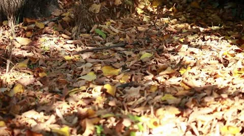 Dry leaves at park Stock Footage 8924248