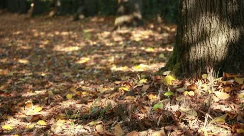Dry leaves at park Stock Footage 10565449