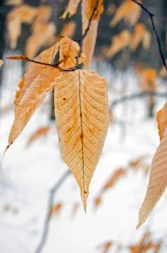 Dry leaves Stock Photos