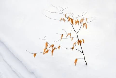 Dry leaves Stock Photos