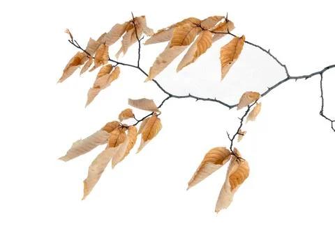 Dry leaves Stock Photos