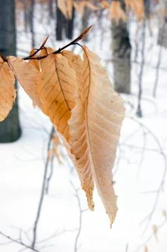Dry leaves Stock Photos