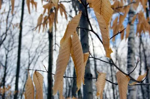 Dry leaves Stock Photos