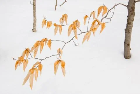 Dry leaves Stock Photos