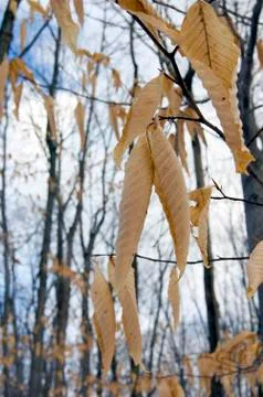 Dry leaves Stock Photos