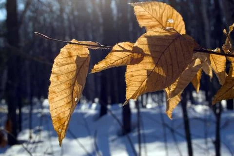 Dry leaves Stock Photos